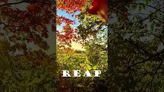 WOODPILE teaser #flstudio #music #audio #flproducer #flproject