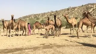 95 Thari Camels with 23 Camel baby in Tharparkar Village