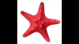 Starfish Strut