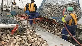 Así es como los pescadores atrapan cientos de toneladas de vieiras
