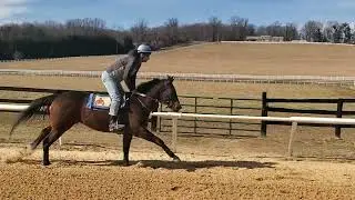Victors Valiant galloping solo on 2/15.