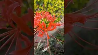 Red spider lily, Lycoris radiata, red magic lily, equinox, corpse flower.