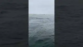 Fish Exploding Out of Water
