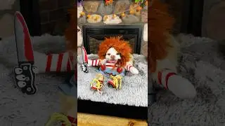 Chucky Dog Halloween Costume (Cute Comedy Skit) | The Furry Kiddos