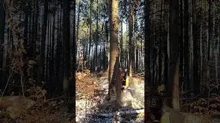 Der letzte dieses Jahr.  #logging #wood #forst #waldarbeit #stihl #timber
