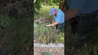 trimming the lavender #timelapse  #gardening  #shorts  #oddlysatisfying