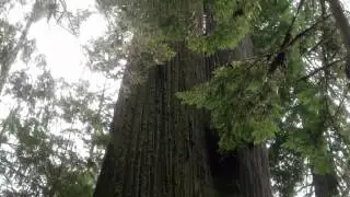 Boy Scout Tree - Redwoods