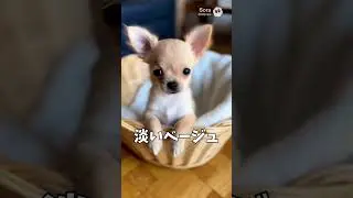 【9割が知らない】　チワワのレッドの雑学5選 #雑学#チワワ #犬#shorts #かわいい #感動 #ユニーク