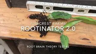 The Root Brain Theory. Rootinator 2.0