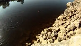 Brown Trout on Slab Jiggies