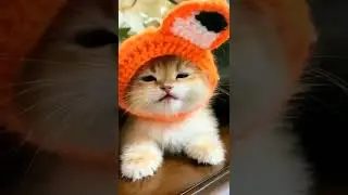 🥰😍 #shorts #cat #meow #pets #babycat #shorts #short(1)