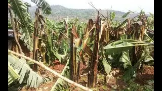 Inzara idasanzwe ishobora kwibasira Akarere ka Gicumbi