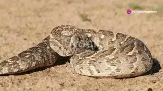 invideo ai 1080 5 Fascinating Facts About Venomous Snake 2024 09 02