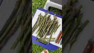 Grafting day of Avocado Tree