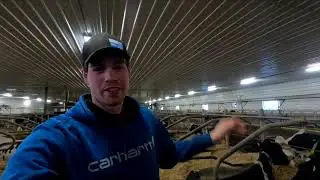 Treating a cow for mastitis in the robot!!