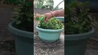 Jade Plant Care #jade #plants #trending #viral #shorts