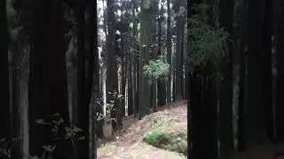 Kalimpong Pine Forest.. #northbengal #kalimpong #pineforest