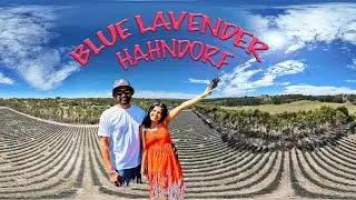 🌿 Lavender Picking in Hahndorf | A Scenic Escape to Adelaide Hills 💜