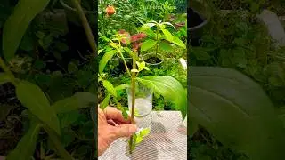 False Daisy Plant Propagation in Water
