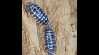 Armadillidium&nbsp;maculatum&nbsp;'Zebra isopod'&nbsp;