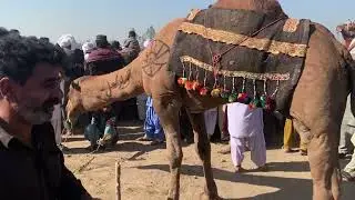 Different types of beautiful camels that are a delight to people