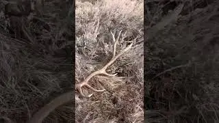 Shed Hunt Opener Jackson Hole Wyoming May 1st