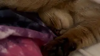 Soft purring cat - ASMR