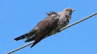 Обыкновенная кукушка (лат. Cuculus canorus)