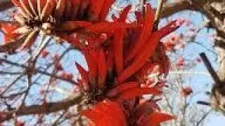 Lucky  Bean Tree Medicinal Benefits