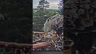 Eagle eating swan chick alive