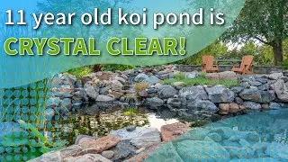 11-Year-Old Koi Pond: A Professional Filtration System Walkthrough