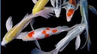 মাছের খাবার তৈরি Fish entertainment BD