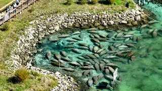 Three Sisters Springs Manatee Adventures