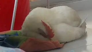 A chicken sleeping soundly forgetting its wild instinct