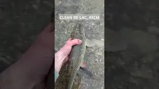 Eliberare clean de lac, 45cm. #catchandrelease #chub #fishing #river #riverfishing #nature