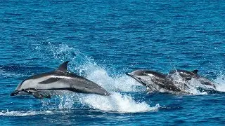 STRIPED DOLPHINS spectacular jumps | Futurismo Azores