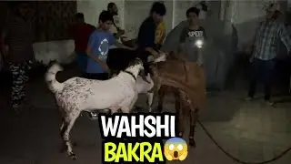 2 Wahshi Bakro Ki Hue Gali Me Entry 😱 | Full Dangerous Bakray 😰