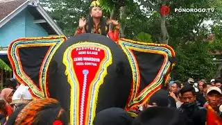 Gajah Gajahan Seno Wardoyo Di Desa Gontor, Keliling Desa Melewati Timur Wisma Darussalam