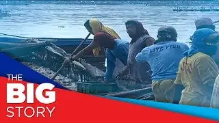 Fish kill in Taal Lake leads to P42-M in estimated losses