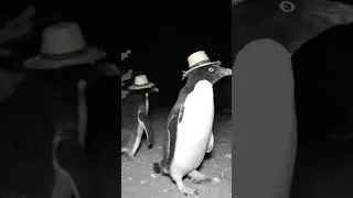 they are far from Antarctica #trailcam #ai #huntingcamera