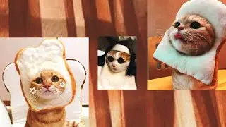 Ganito din ba pusa mo? (ep2) FUNNIEST CAT VIDEOS 2021 - Try Not To Laugh Series