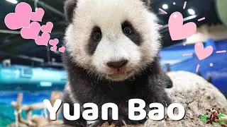 Panda Refuses Help from Keeper - Cutest Panda Cub Yuan Bao Makes Her Debut