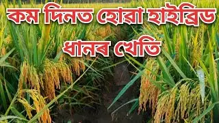 Pan 2430 Dhan🌾 Hybrid Paddy Seeds // High Yield // Short Duration Variety // Pan Seeds Pvt Ltd.