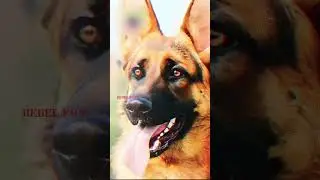 Indian army dog zoom status