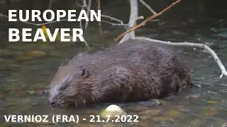 Castor europ&eacute;en / European beaver / Euroopanmajava (21.7.2022)