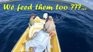 🦈🎣Shark Fishing in Cura&ccedil;ao &ndash; How Safe Is Swimming Here? Deckie Dirk Curacao Fishing