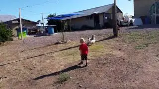Brantley chasing after and talking to some ducks