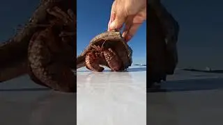 A giant hermit crab crawls out of its shell￼