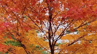 Beautiful Maple Leaves at Trinity Bellwoods Park 2025.10.24 in Toronto 圣三一公园的多彩枫叶🍁