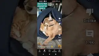 caracel and house cat sub pumbacaracel to for more 💓